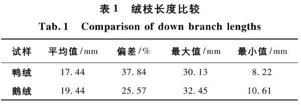 羽毛_生活_雞毛