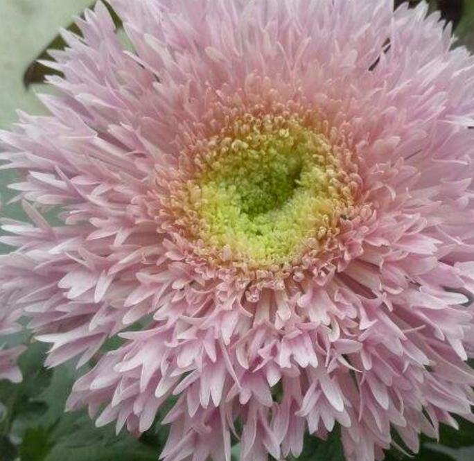 来盆泰迪菊,满足你的"泰迪梦"!__花