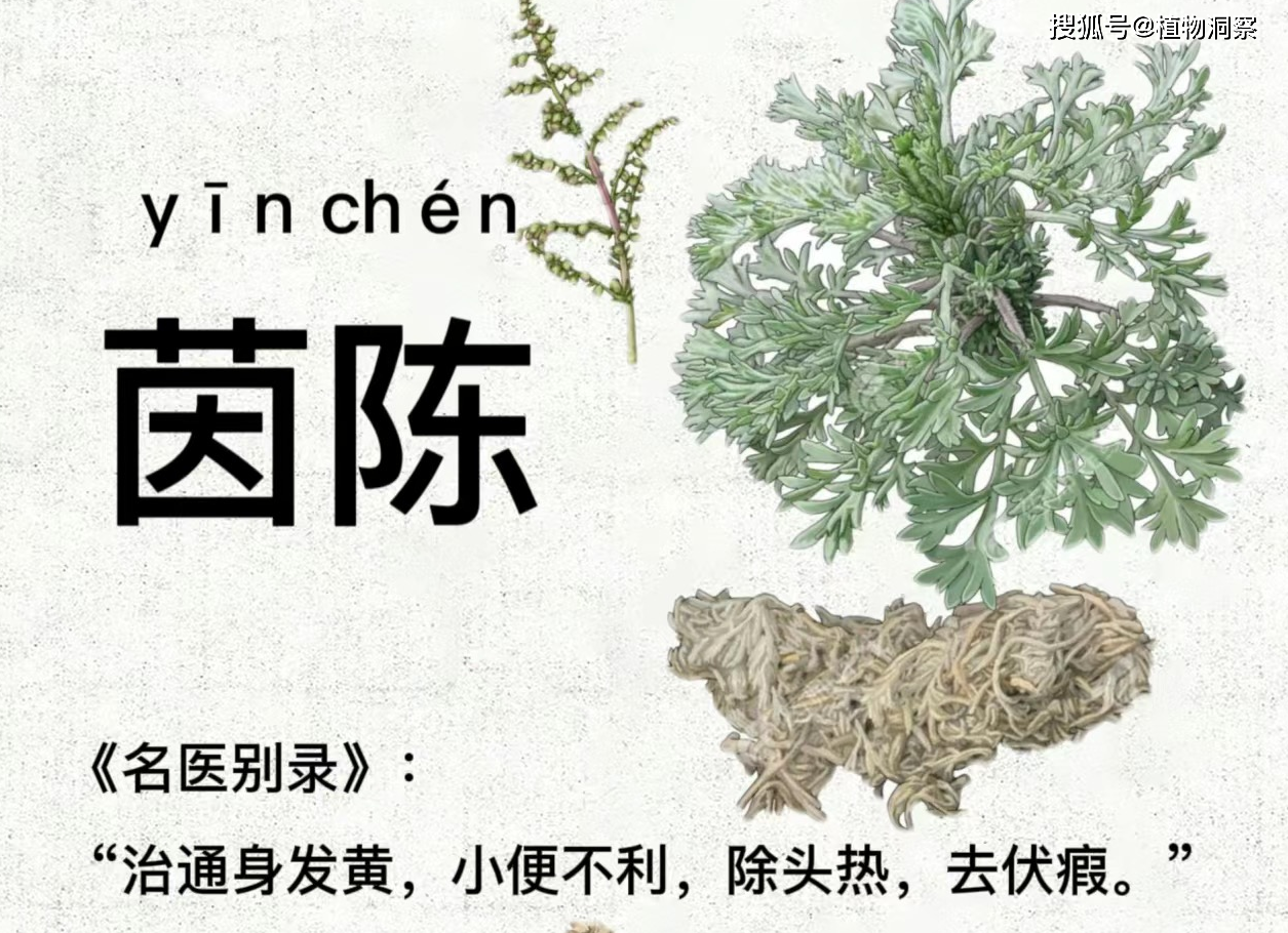 茵陈草药主治功能图片