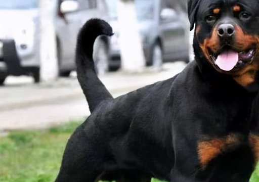 罗威纳犬很喜欢跟自己主人在一起,而且,它还能分辨善恶,一个人是好人