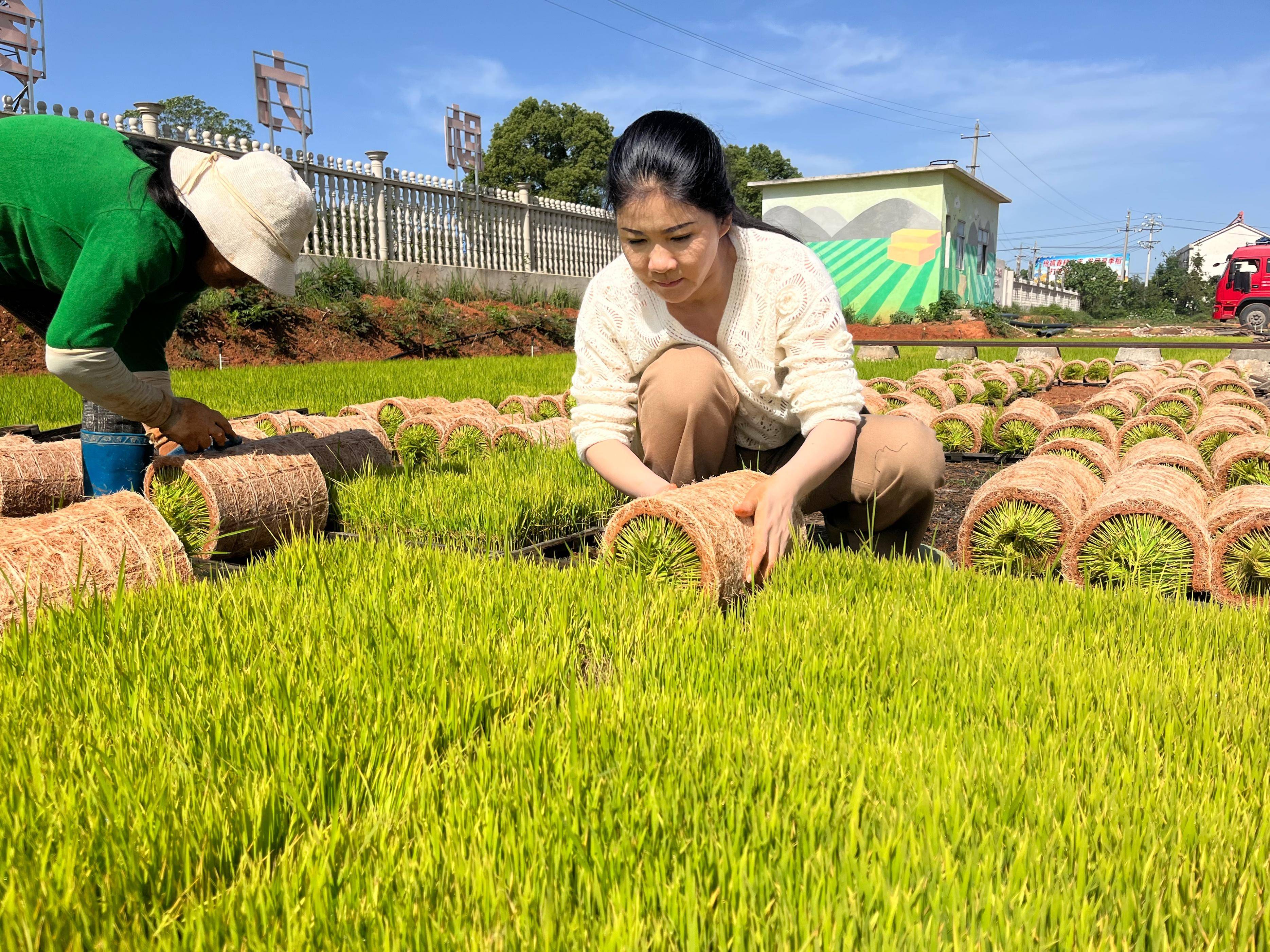 全國農業農村勞動模範董敏芳:白領變農民,走出一條的