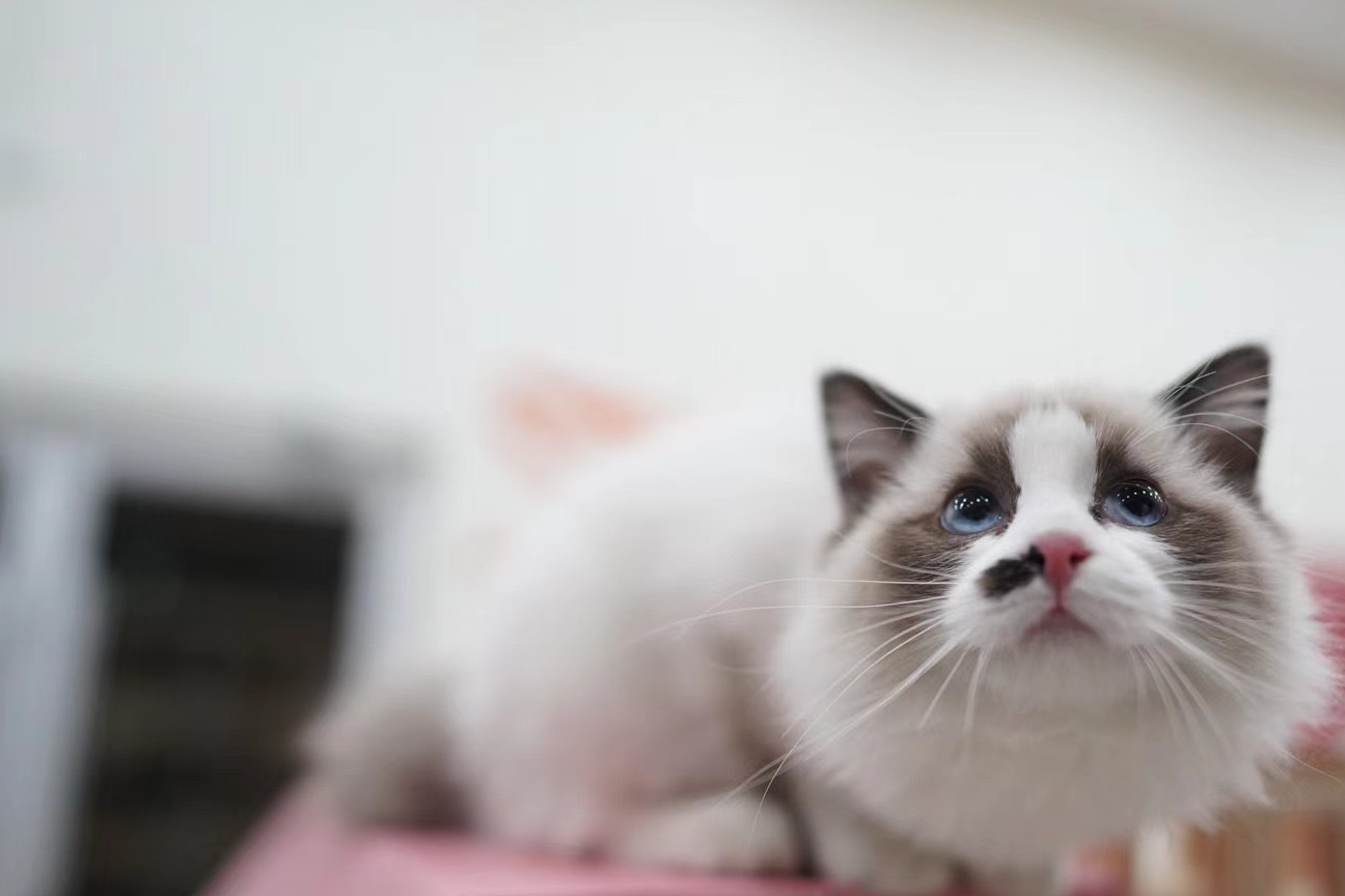 猫中如花,体格壮硕的布偶小美女_食物_颜色_海豹