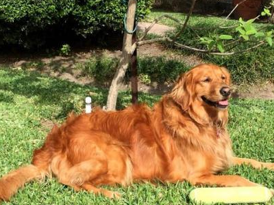 不过金毛犬的金毛寻回犬的体味是非常大的,金毛犬的体毛长,身上很