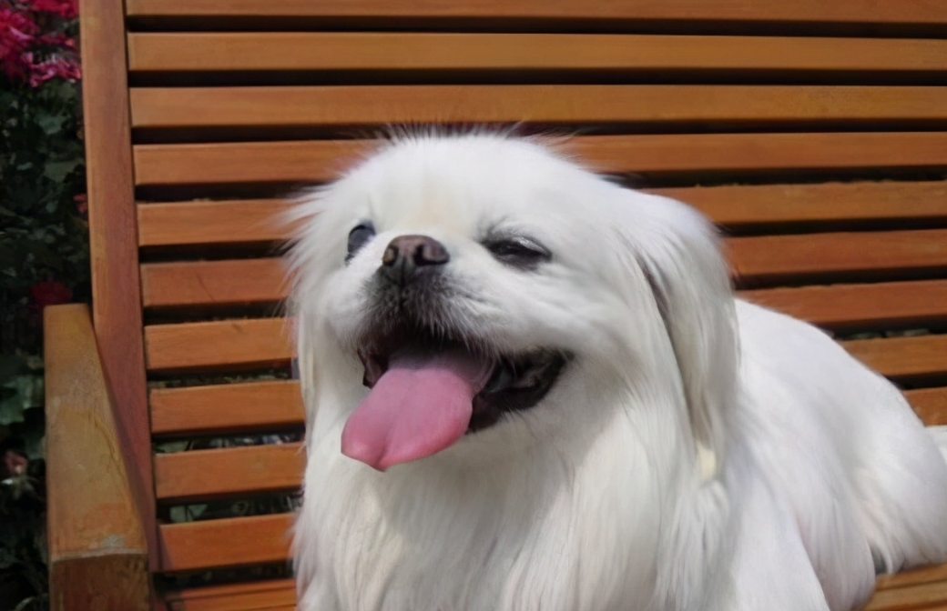 为什么独享皇家宠爱的"京巴",越来越少人养?_狗狗