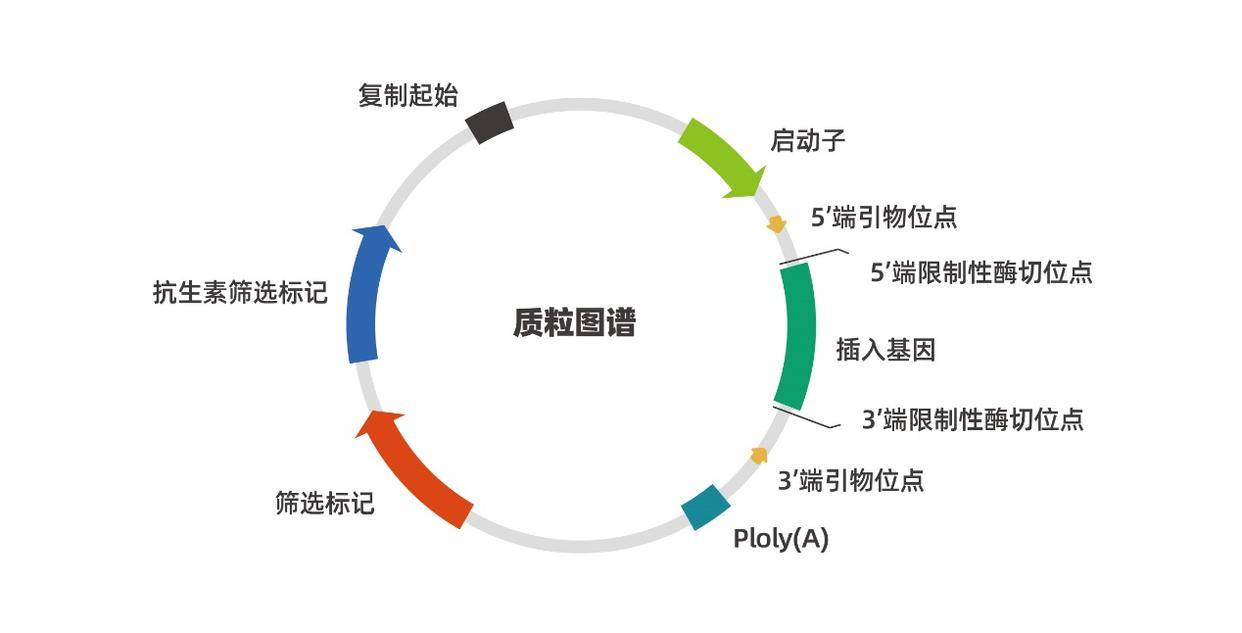 表达质粒的图谱和常见元件介绍