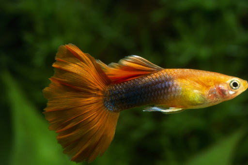 养孔雀鱼能不能用绿水?当然可以,不仅能养好还能养得