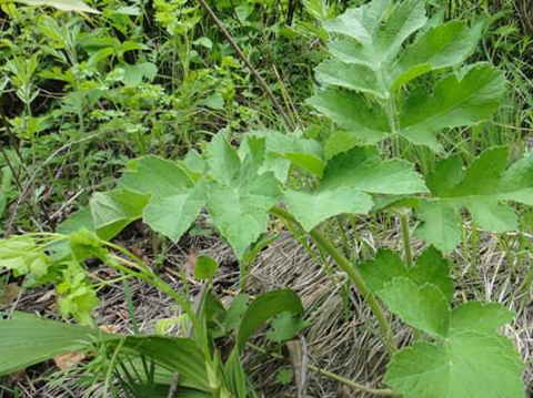 进山里采老山芹,不用象采山蒜,山韭菜或婆婆丁那么复杂,离了刀,铲或