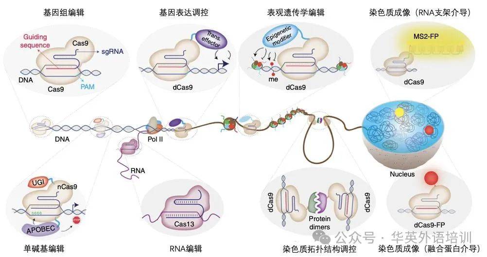 生物科技词汇有哪些(生物科技词汇有哪些英语)