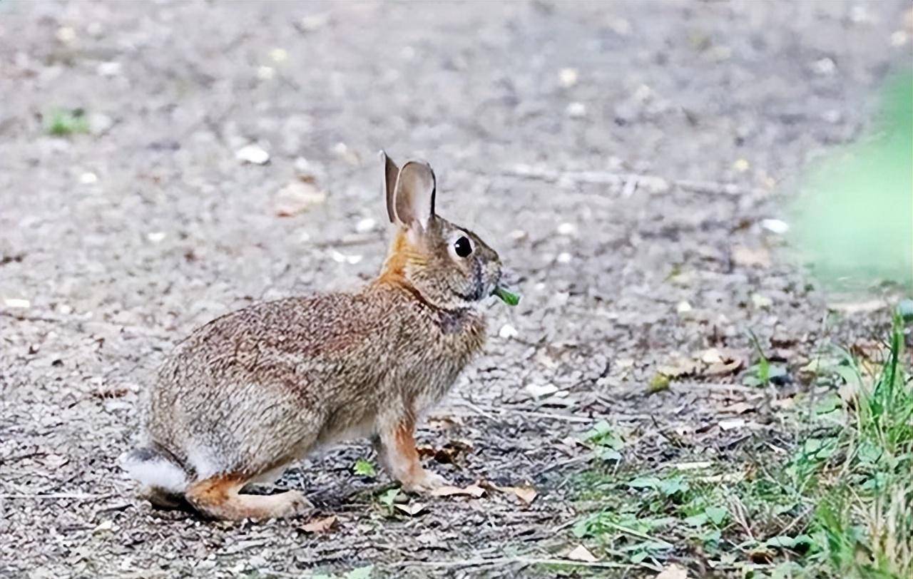 澳大利亚野兔成灾,体重接近百斤,为什么没人吃?