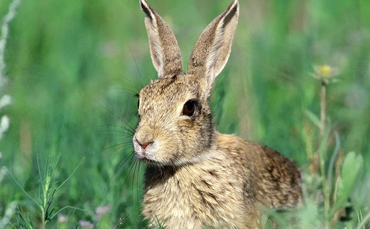 澳大利亚野兔成灾,体重接近百斤,为什么没人吃?