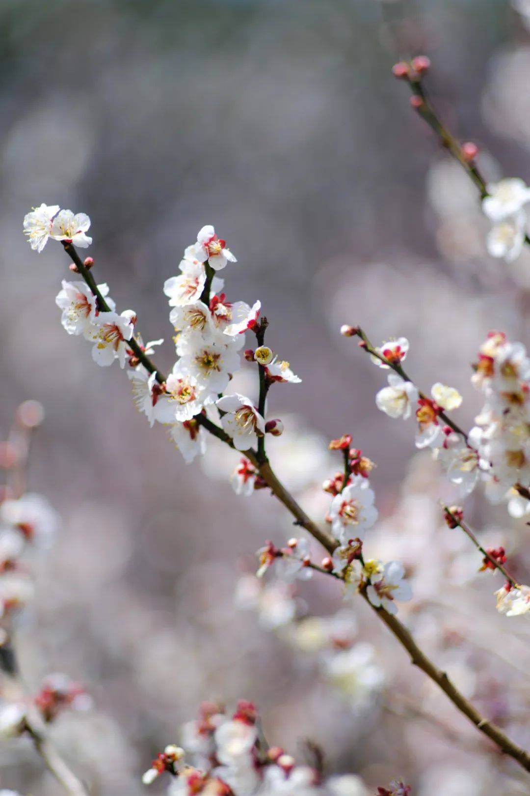 香雪海(门票30元)自古就是赏梅好去处,被列为中国四大赏梅胜地之一.