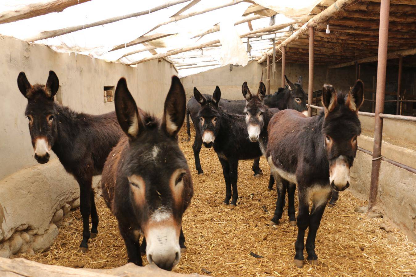 和硕县苏哈特乡养殖小区:毛驴养殖业成为新的特色,业
