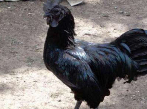 世界上最黑的鸡,也是最贵的鸡,堪称"鸡中的兰博基尼"_黑色_小妖_金属