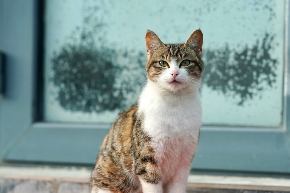 带孩子求收留的猫妈妈,对食物的举动看着心酸,猫:藏下