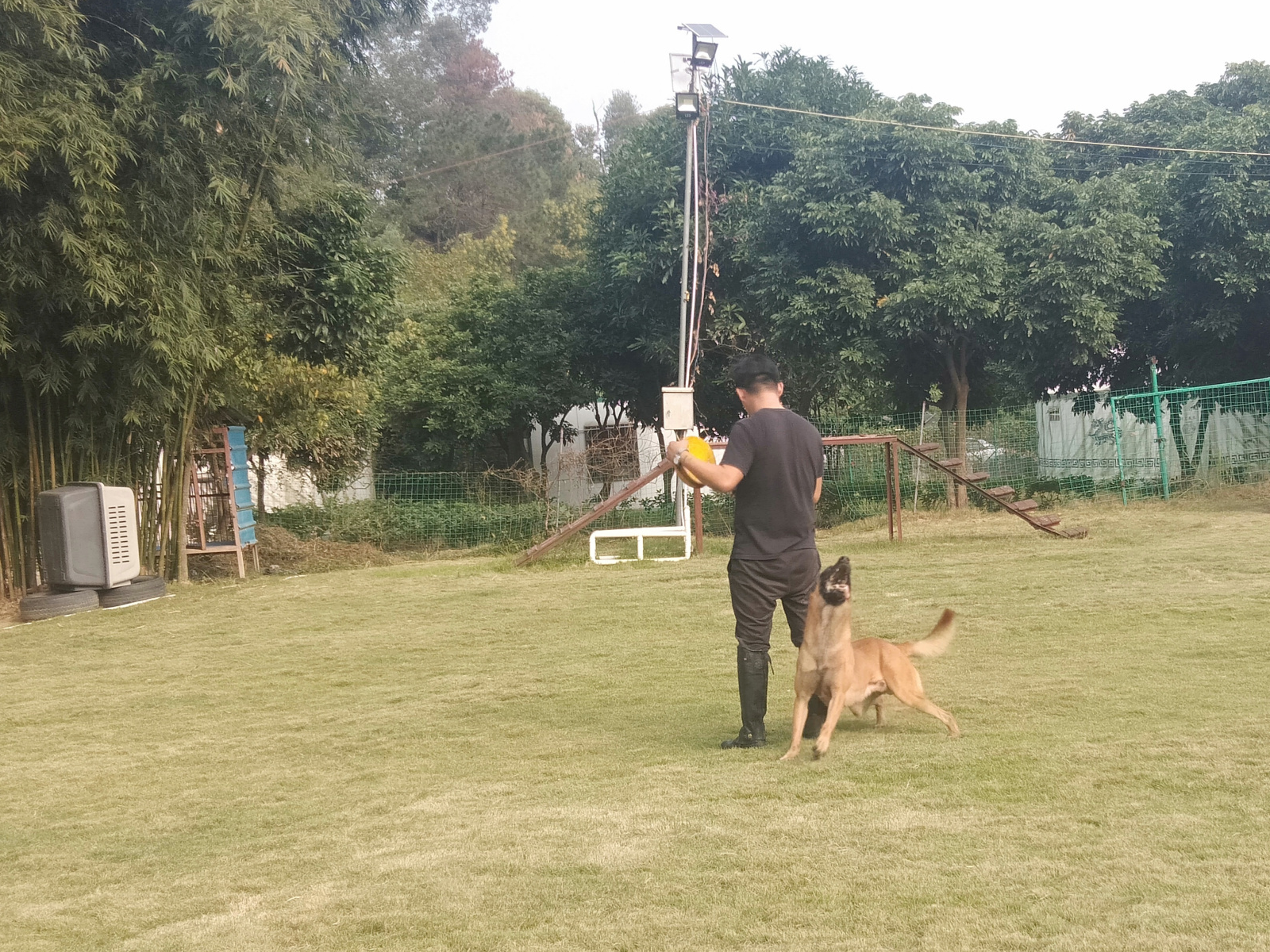 珠海训狗学校要专业靠谱的,伊甸园训犬基地_训练_广东