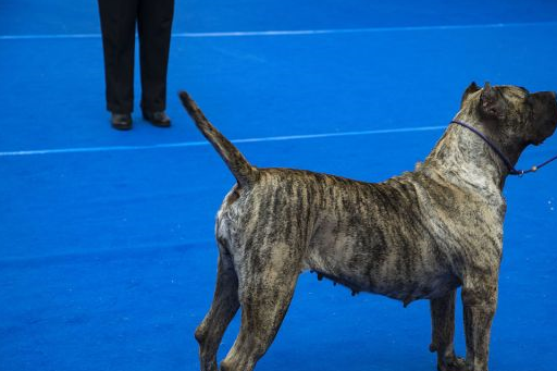 6,德国牧羊犬德牧就是狼狗的代名词,警犬的优秀代表,在它身上的荣誉数