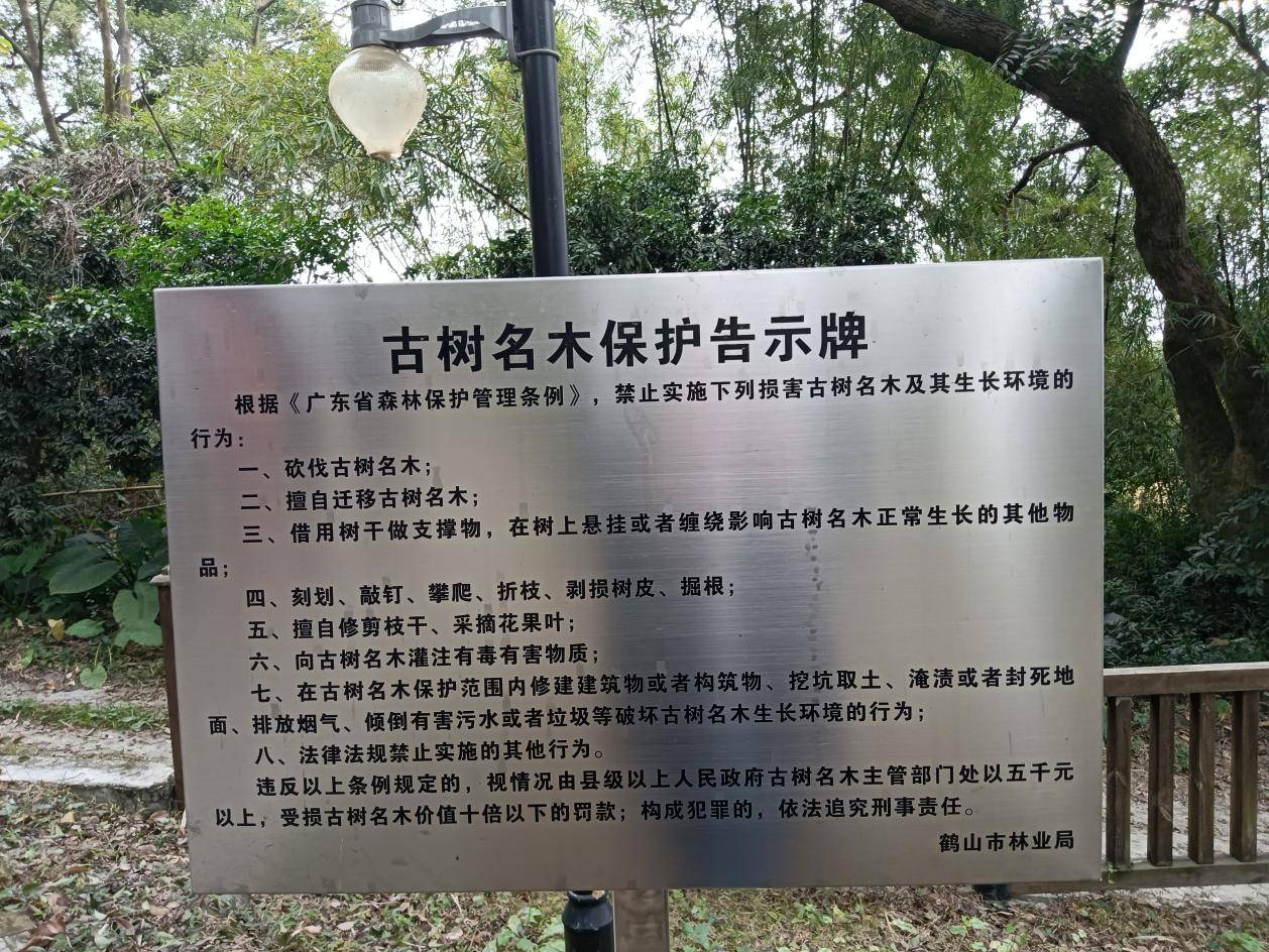 政府林业部门为保护古樟树树立告示牌乡土记忆 一方神树守卫一方