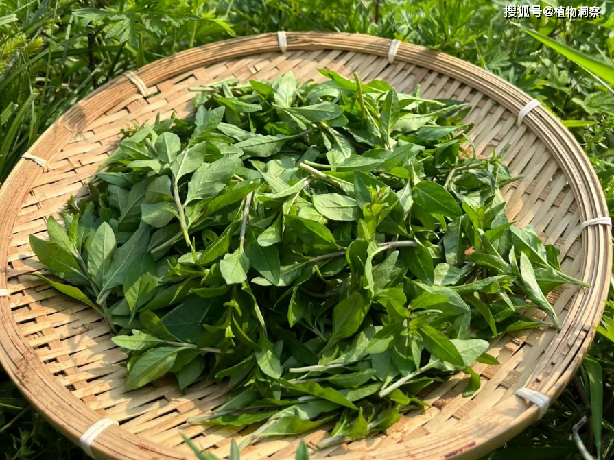 枸杞叶,又名地仙苗,天精草,有4大作用,价值极高,农民!