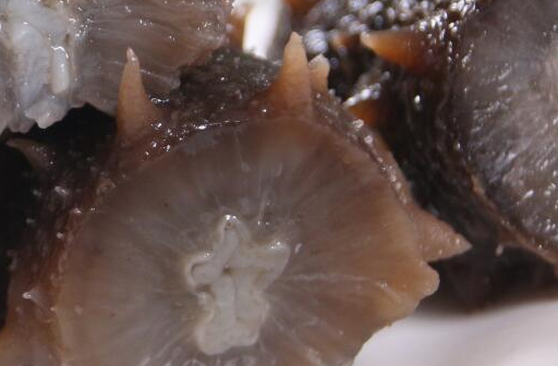 吃海参要注意什么?这些问题有讲究!_食用_营养_蛋白质