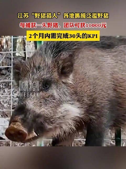 江苏出现"野猪猎人",捕1头野猪赚10000元?