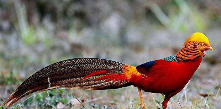 2016年山西出现"凤凰",农村大叔守护6年,专家看后:赶紧报警_年郭老