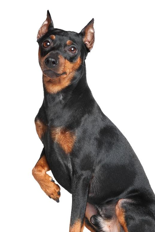 杜宾犬训练的时候需要注意哪些 以及对杜宾犬的了解_进行_家长_方式