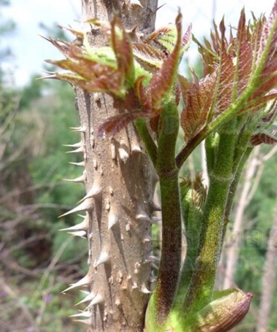 农村全身长满刺的植物