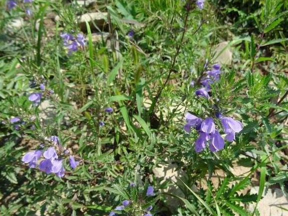 沟边的普通杂草,能治蛇咬和蜈蚣咬伤,如今已是皮炎特效中草药_山香