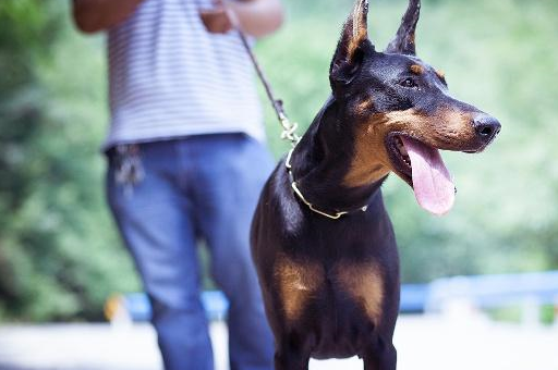 杜宾犬训练的时候需要注意哪些 以及对杜宾犬的了解