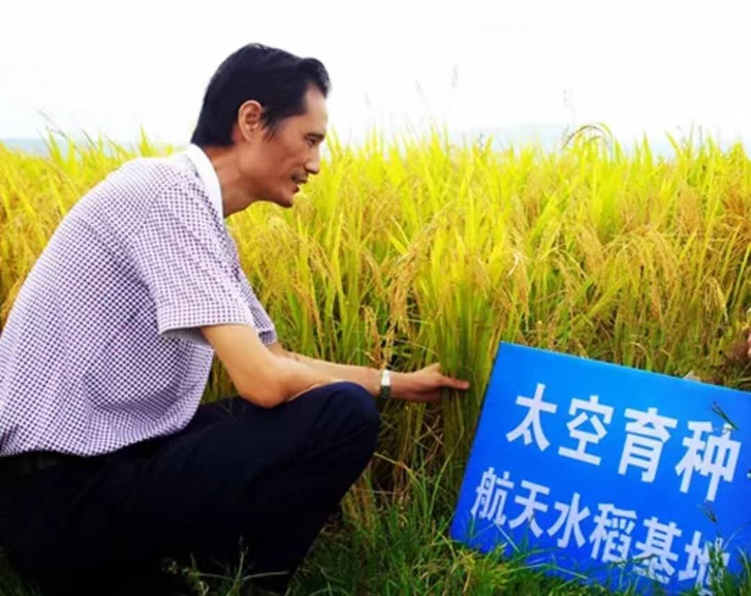 种子落地后产量大增!航天员能量早餐带你看_农业_种植_蔓越莓