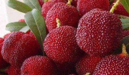 杨梅可以用来泡酒,还可以制成杨梅干,真是看上去就忍不住流口水啊.