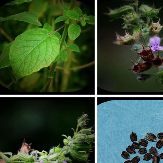 山香目前已经被应用于中草药中,作为很珍贵的一种材料进入个大中药店