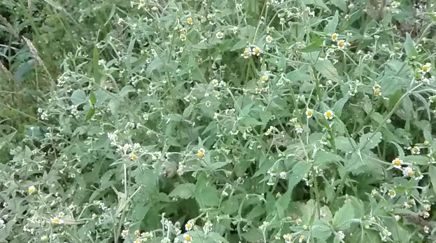 这种植物我们叫它辣子草,其实它学名叫做牛膝菊.辣子草很喜欢出现