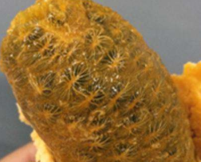 这水果如果喜欢就多吃点,名字不要问,会让人害羞_牛郎