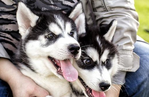 第三名:金毛犬第二名:边境牧羊犬第一名:泰迪犬第一自然就是泰迪攘怂