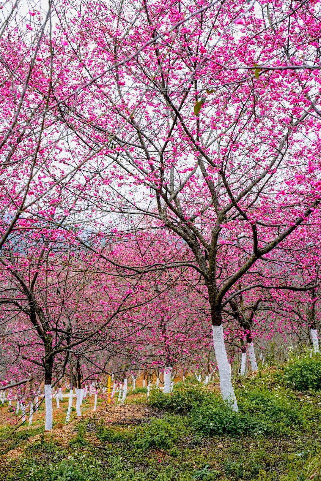 春日韶華丨春節來這些地方邂逅韶關