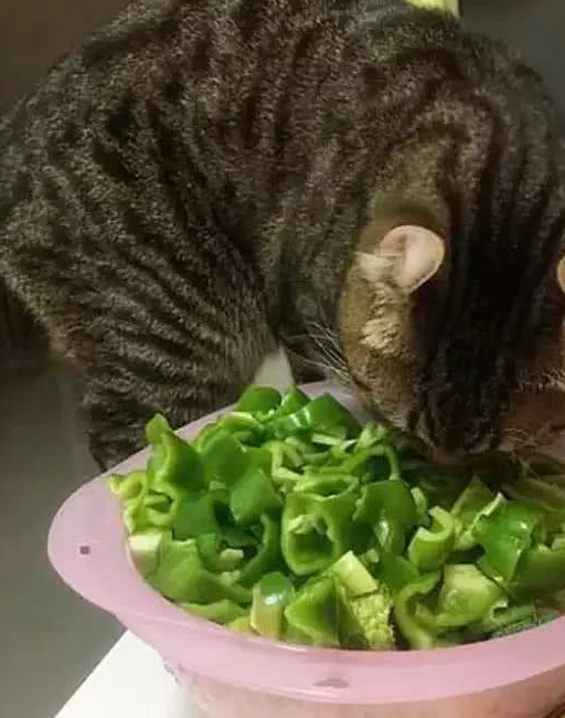 猫咪偷吃辣椒,感觉灵魂得到升华,主人被逗乐_菜篮子