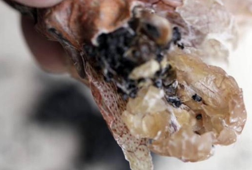 国内4种顶级食材,如今被吃成"天价",有钱也不一定能吃