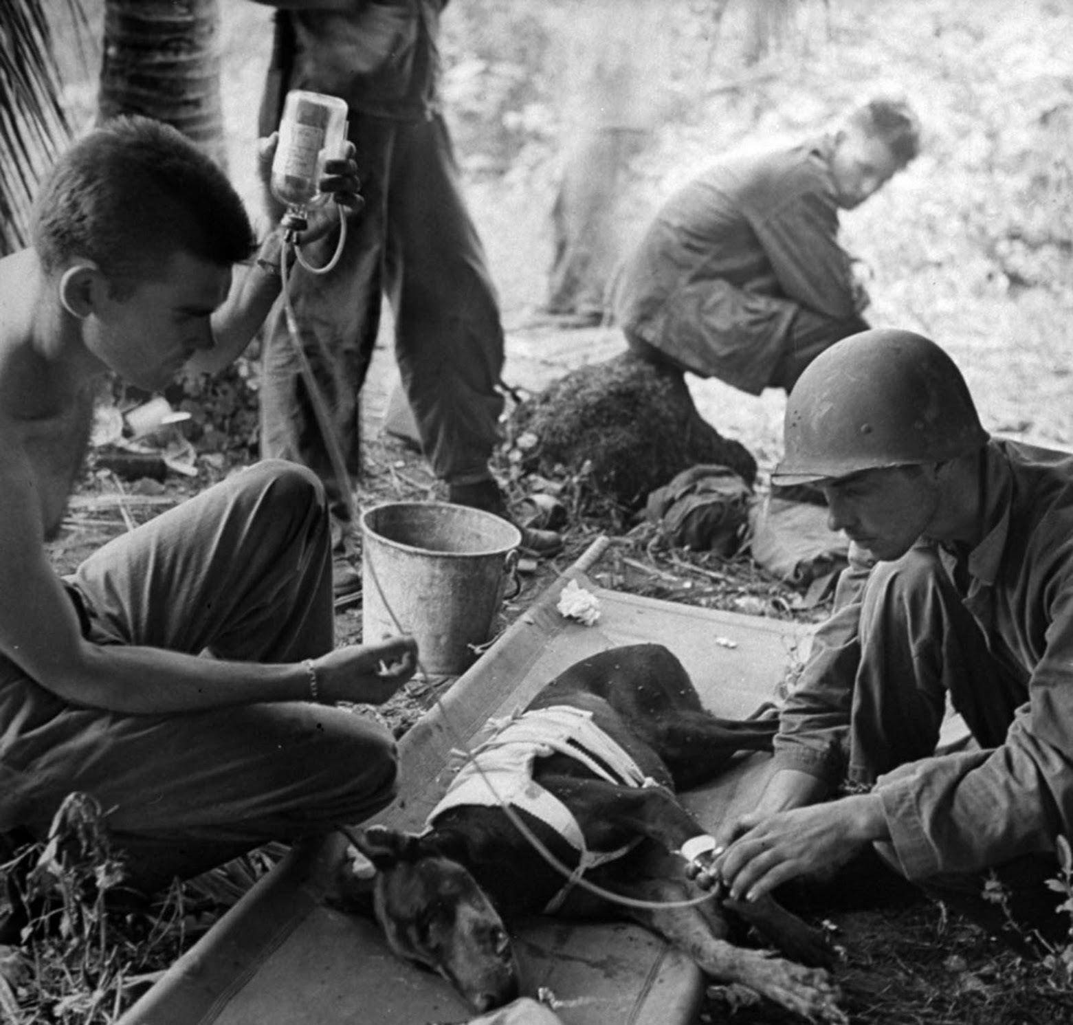 1944年关岛之战,美军投入了大量的军犬参战.
