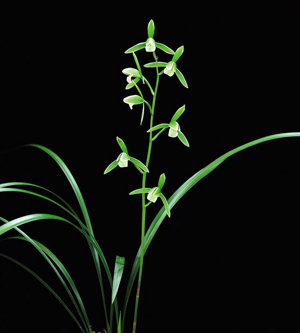 第三十届中国 (南靖) 兰花博览会兰花鉴赏_中心_精品_体育