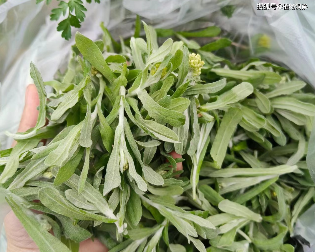 清明菜,又名鼠曲草,绒毛草,有4大作用,价值极高,农民朋友要了解!