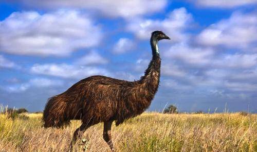 20000只鸸鹋横扫澳洲,军队用机枪疯狂扫射,1万发子弹仅消灭12只_人类