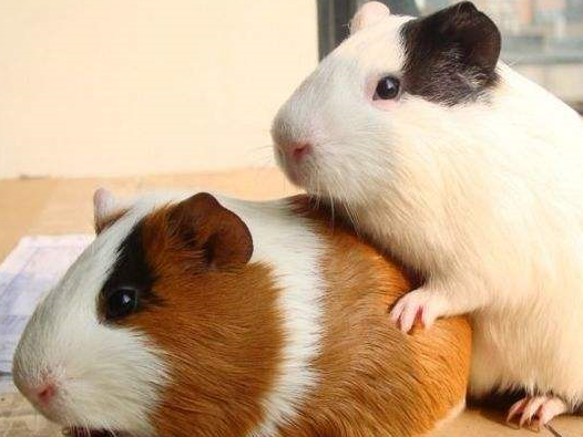 荷兰猪究竟是猪还是老鼠?有多少人认为它是猪的呢?你知道吗?