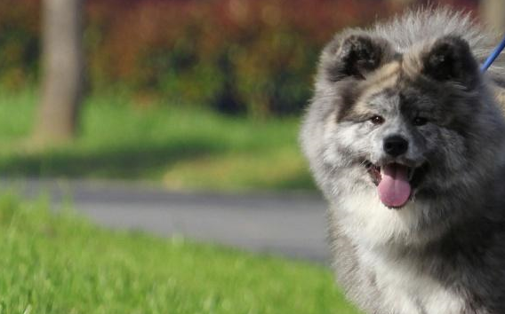 忠诚又有超强适应能力的秋田犬,你确定不来一只吗?_日本_尾巴_头部