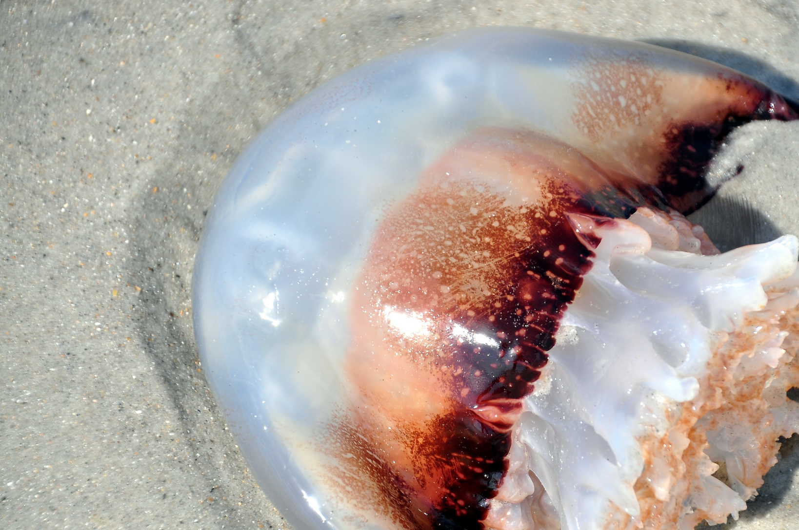 6,沙蜇(stomolophusmeleagris)它在哪里:热带海域,但经常出现在温带