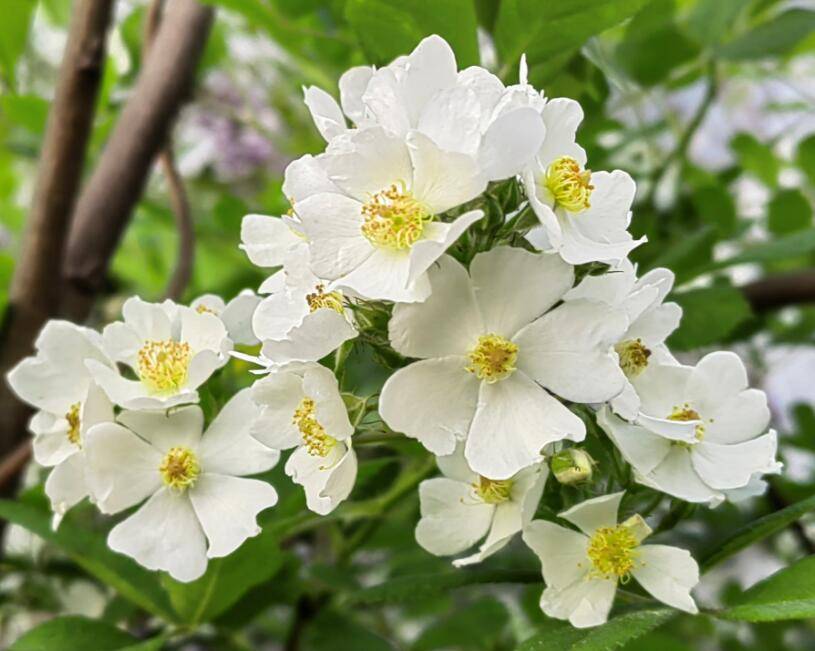 篱边开尽野蔷薇_wm_html_cn