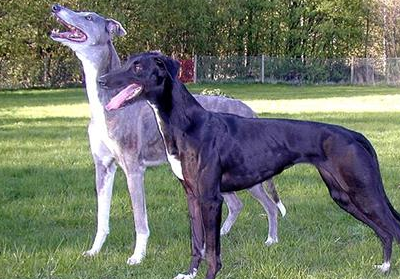 狗狗关节知识:格力犬关节炎什么表现,格力犬关节炎是怎样的_主人_时候