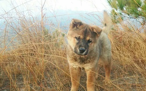 中华田园犬的优点和缺点