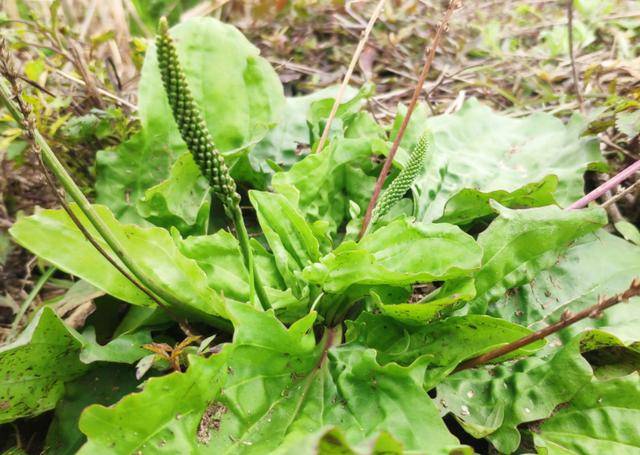"车前草"是个宝,用它来泡水喝,或能帮助解决4个问题