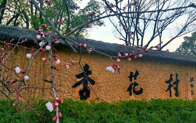 梨花清明雨_梨花飛起正清明游子尋春半出城_梨花風起正清明 游子尋春半出城